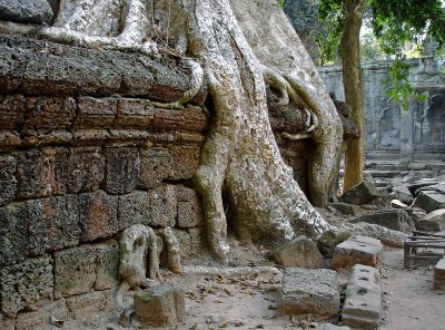 Tree claiming a wall