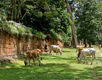 Banteay Kdei, cows outside enclosure wall