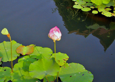 Lotus bud