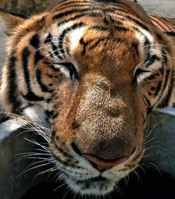 Tiger with head in bowl, close up