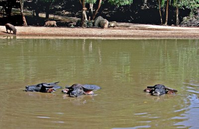 Three water buffalos cooling off
