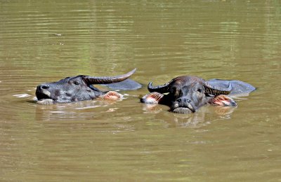 Two water buffalos