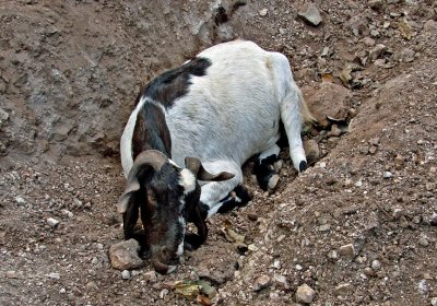Wild goat