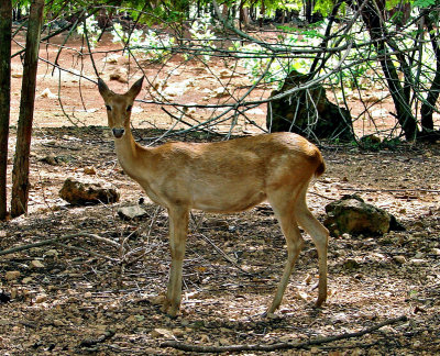 Deer