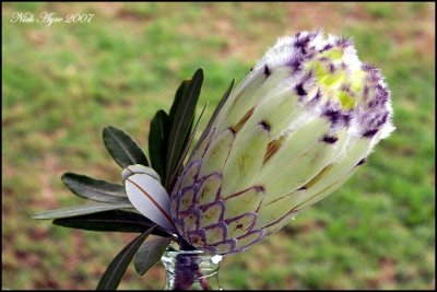 Protea flower - weird and wonderful