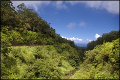 On the road to Hana