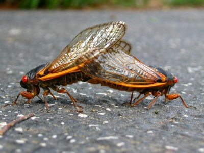 cicadaporn.jpg