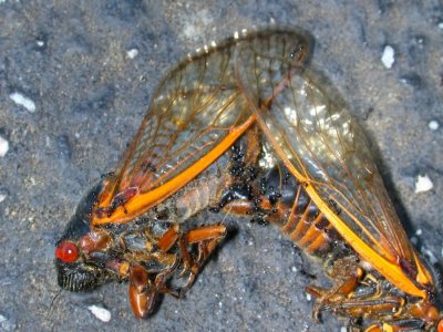 cicadapornafter.jpg