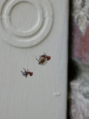 spiderants.jpg