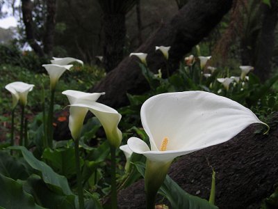 GGPark11.jpg