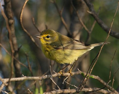 Paruline des prs (Prairie Warbler)