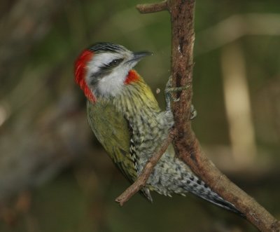 Pic poignard (Cuban Green Woodpecker)
