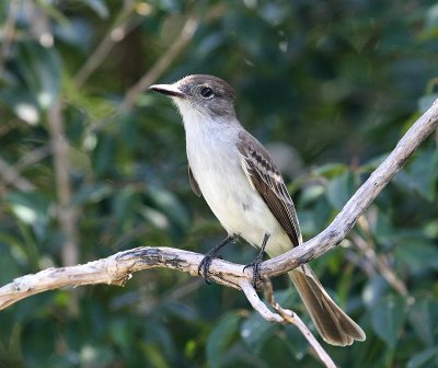 Tyran de LaSagra (LaSagra Flycatcher)