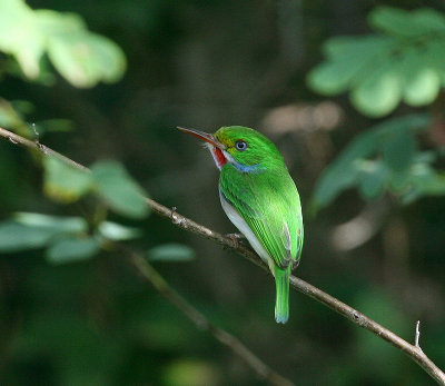 Todier de Cuba (Cuban Tody)