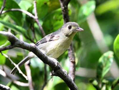 Viréo de Cuba (Cuban Vireo)