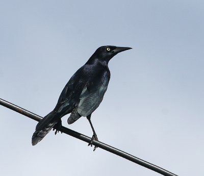 Quiscale noir (Greater Antillean Grackle)