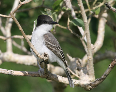 Tyran tête-police (Loggerhead Kingbird)