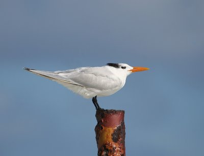 Sterne royale (Royal Tern)
