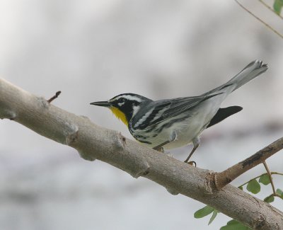 Paruline à gorge jaune (Yellow-throated Warbler)