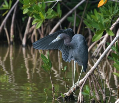 Aigrette bleue (Little Blue Heron)