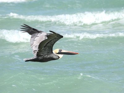 Pélican brun (Brown Pelican