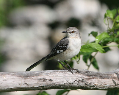 Moqueur polyglotte (Northern Mockingbird)