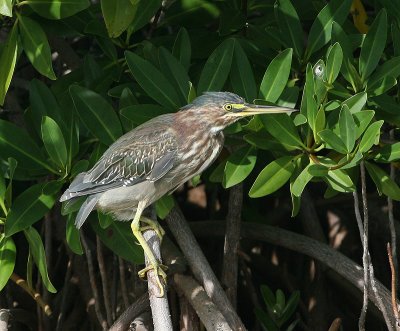Hron vert (Green Heron)