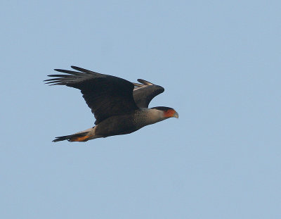 Caracara du Nord (Crested Caracara)