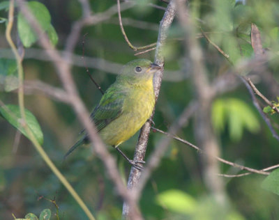Passerin nonpareil femelle (Painted Bunting)