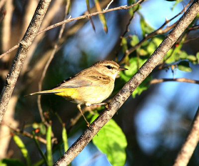 Paruline  couronne rousse (Palm Warbler)