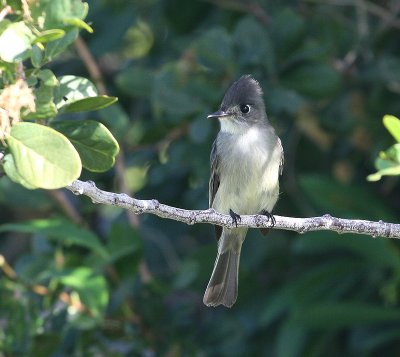 Moucherolle tte fou (Cuban Pewee)