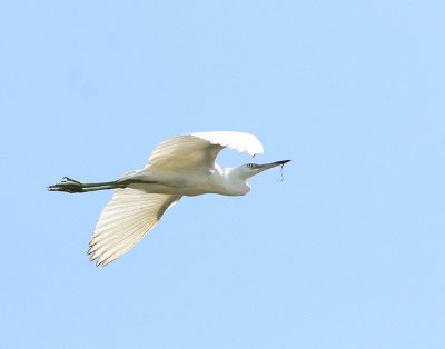 Aigrette bleue (Little Blue Heron)