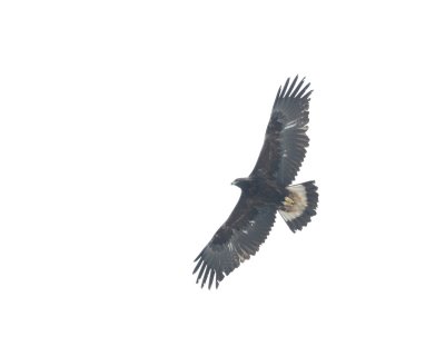 Aigle royal (St-Robert-Bellarmin, 12/04/07)