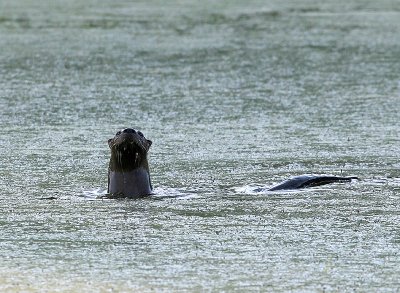 loutre1.jpg