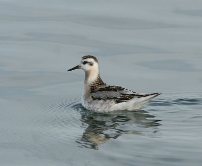 Phalarope  bec large (large de Bergeronnes, 10/09/07)