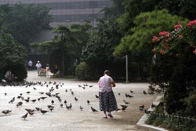 pigeons pagoda park.jpg