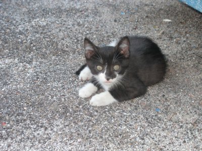 Black and white kitten, Plomaria, Lesvos