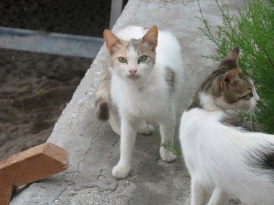 Two cats in Skala Eressos, Lesvos