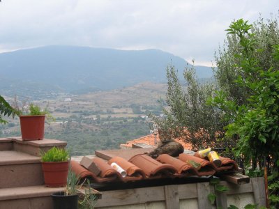 Cat on tile roof - Molyvos, Lesvos