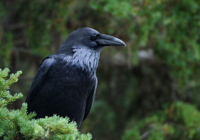 Common Raven 1006-4j  Chinook Pass