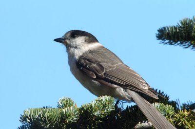 Gray Jay 1006-1j  Naches Peak