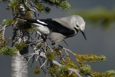 Clarks Nutcracker  1006-7j  Naches Peak