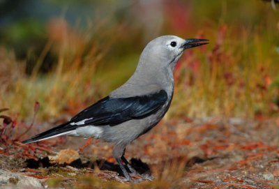 Clarks Nutcracker  1006-8j  Naches Peak