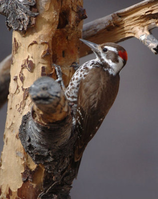 Arizona Woodpecker 0206-9j Ash Canyon, AZ