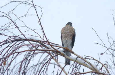 Cooper's Hawk  1106-2j  Yard