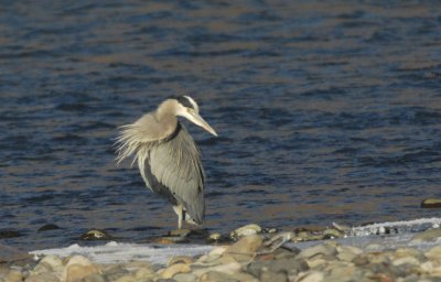 Blue Heron 1206-1j  Naches River