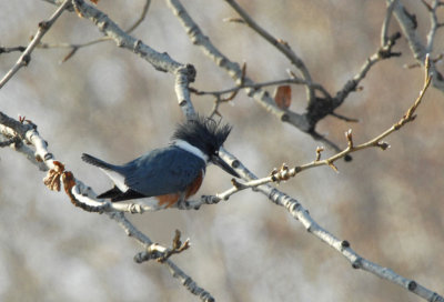 Kingfisher Female  1206-2j  Cowiche Creek