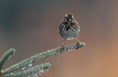 Song Sparrow 1206-1j  Yard