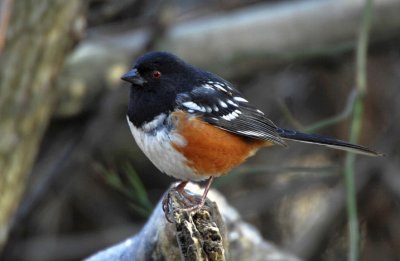 Spotted Towhee 1206-1j  Popoff Trail