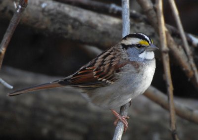 White Throated Sparrow 1206-2j2 Popoff Trail